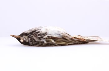 Media type: image;   Ornithology 213919 Description: Dendroica striata;  Aspect: lateral